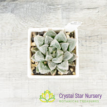 Haworthia Venusta (LS226)