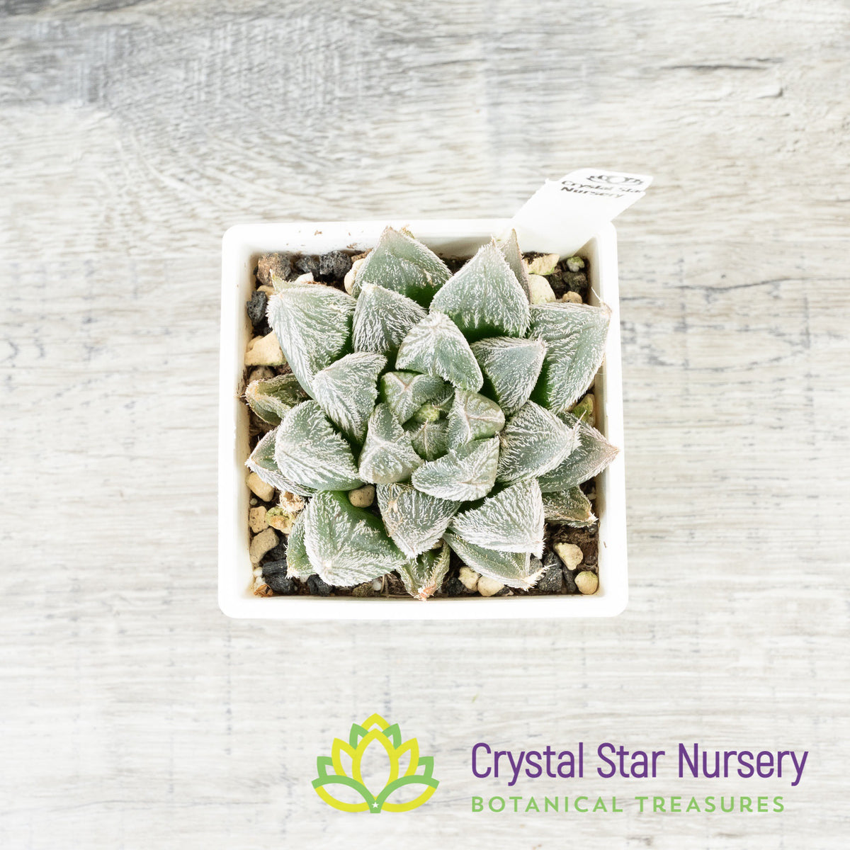 Haworthia Venusta (LS226)