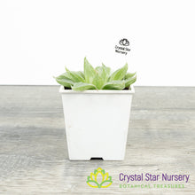 Haworthia White Ghost