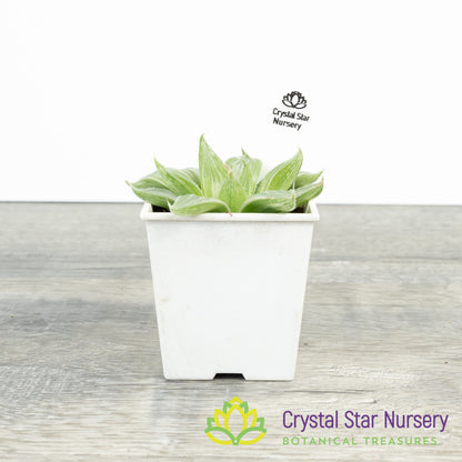 Haworthia White Ghost