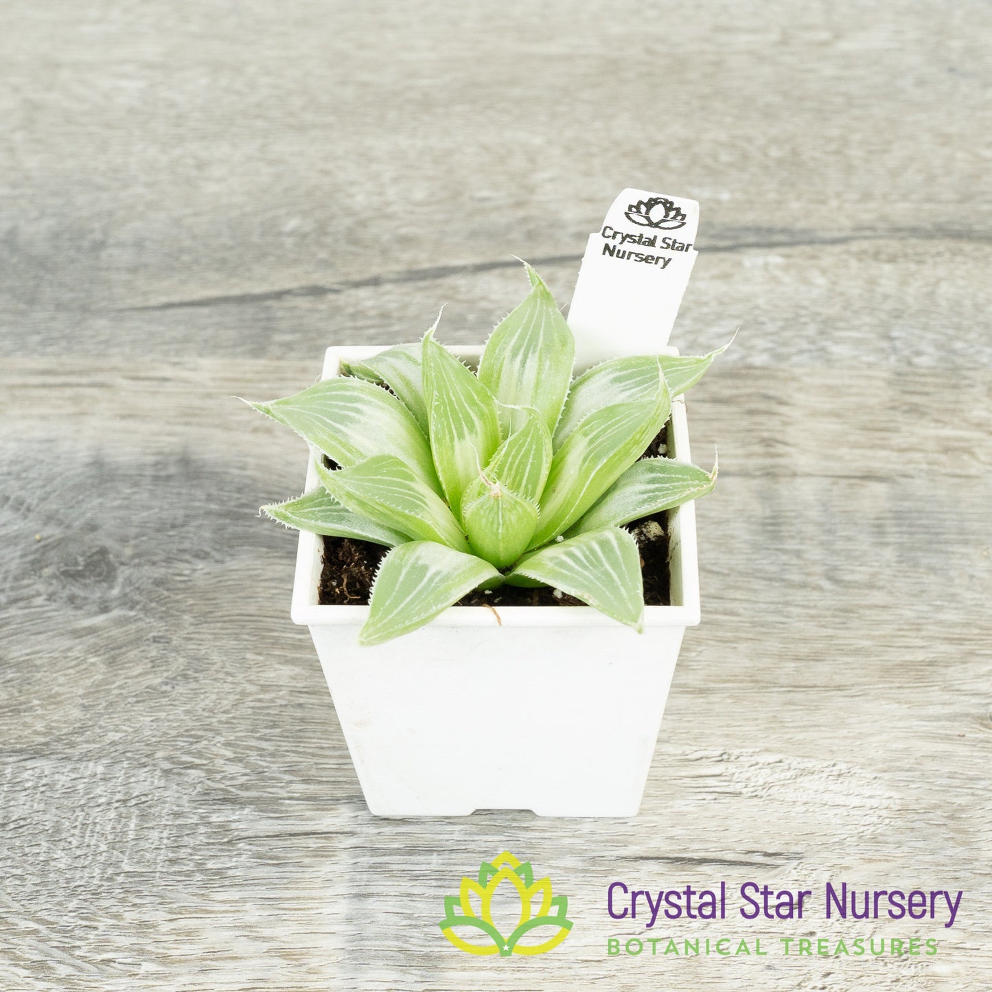 Haworthia White Ghost
