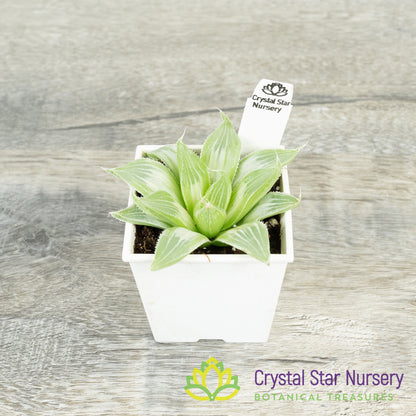 Haworthia White Ghost