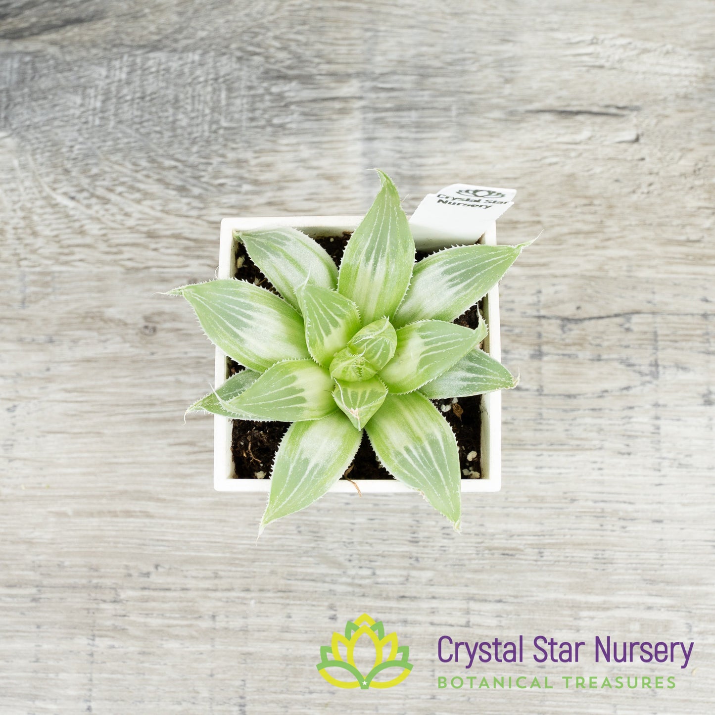 Haworthia White Ghost