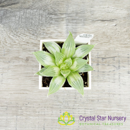 Haworthia White Ghost