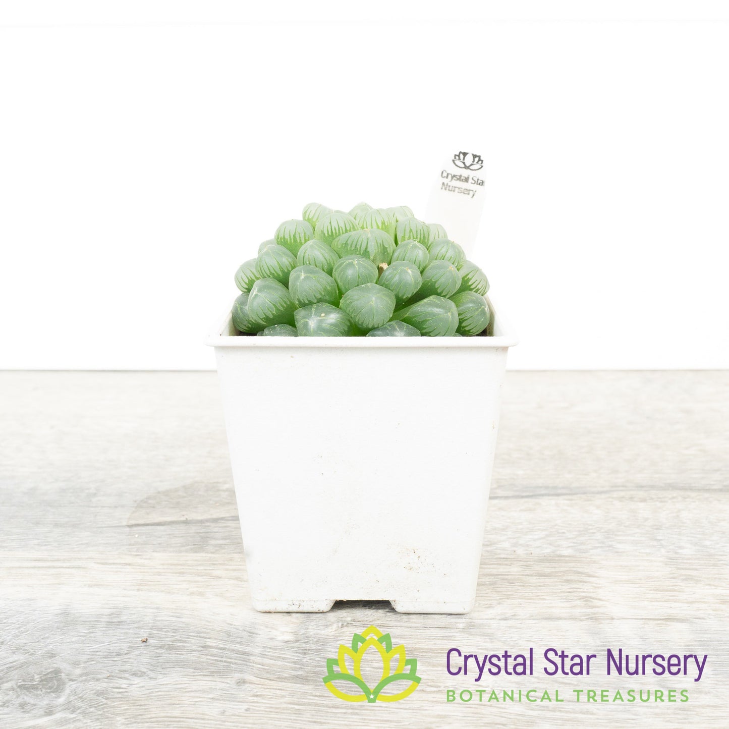 Haworthia cooperi