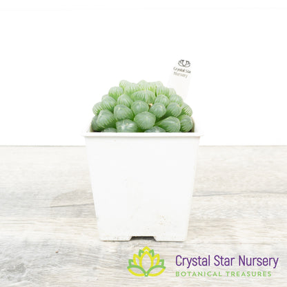 Haworthia cooperi