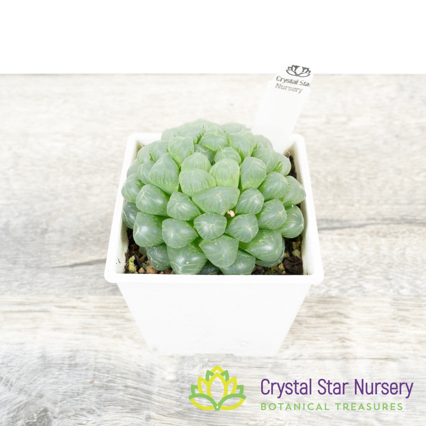 Haworthia cooperi