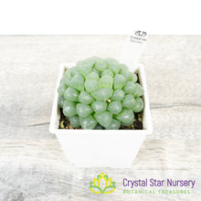 Haworthia cooperi