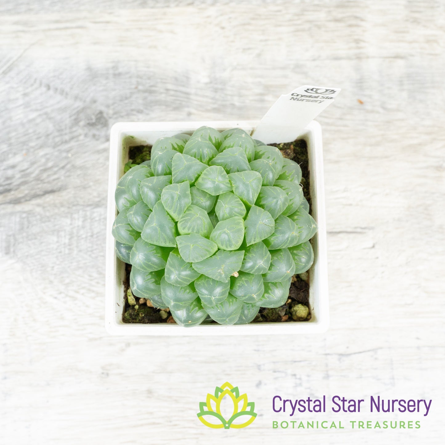 Haworthia cooperi
