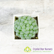 Haworthia cooperi