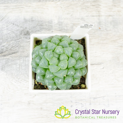 Haworthia cooperi