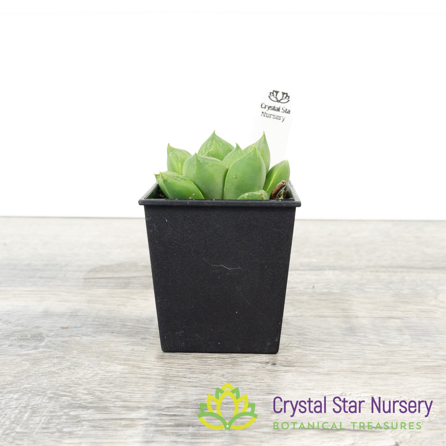 Haworthia cuspidata