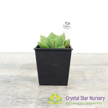 Haworthia cuspidata