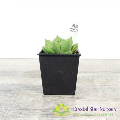 Haworthia cuspidata