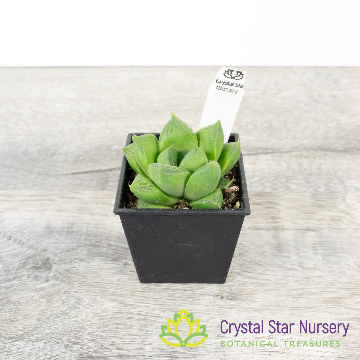 Haworthia cuspidata