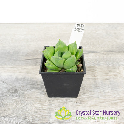 Haworthia cuspidata