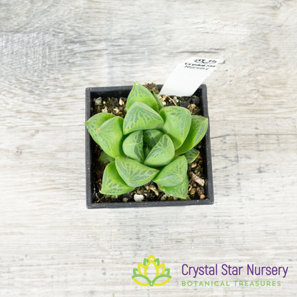 Haworthia cuspidata
