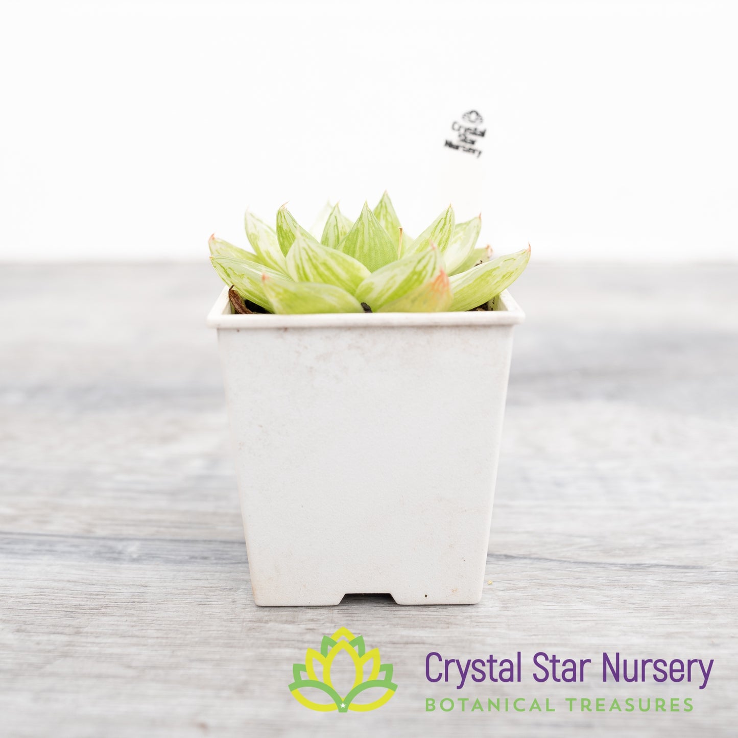 Haworthia cymbiformis 'Variegata'