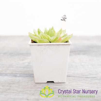Haworthia cymbiformis 'Variegata'