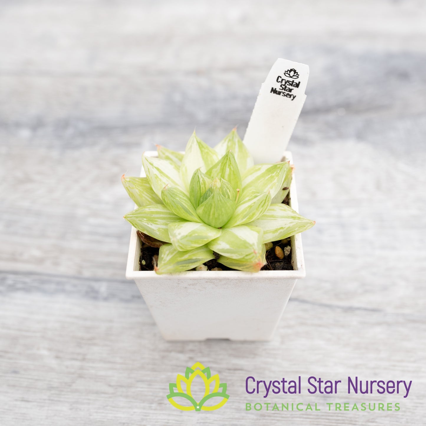 Haworthia cymbiformis 'Variegata'
