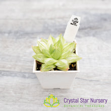 Haworthia cymbiformis 'Variegata'