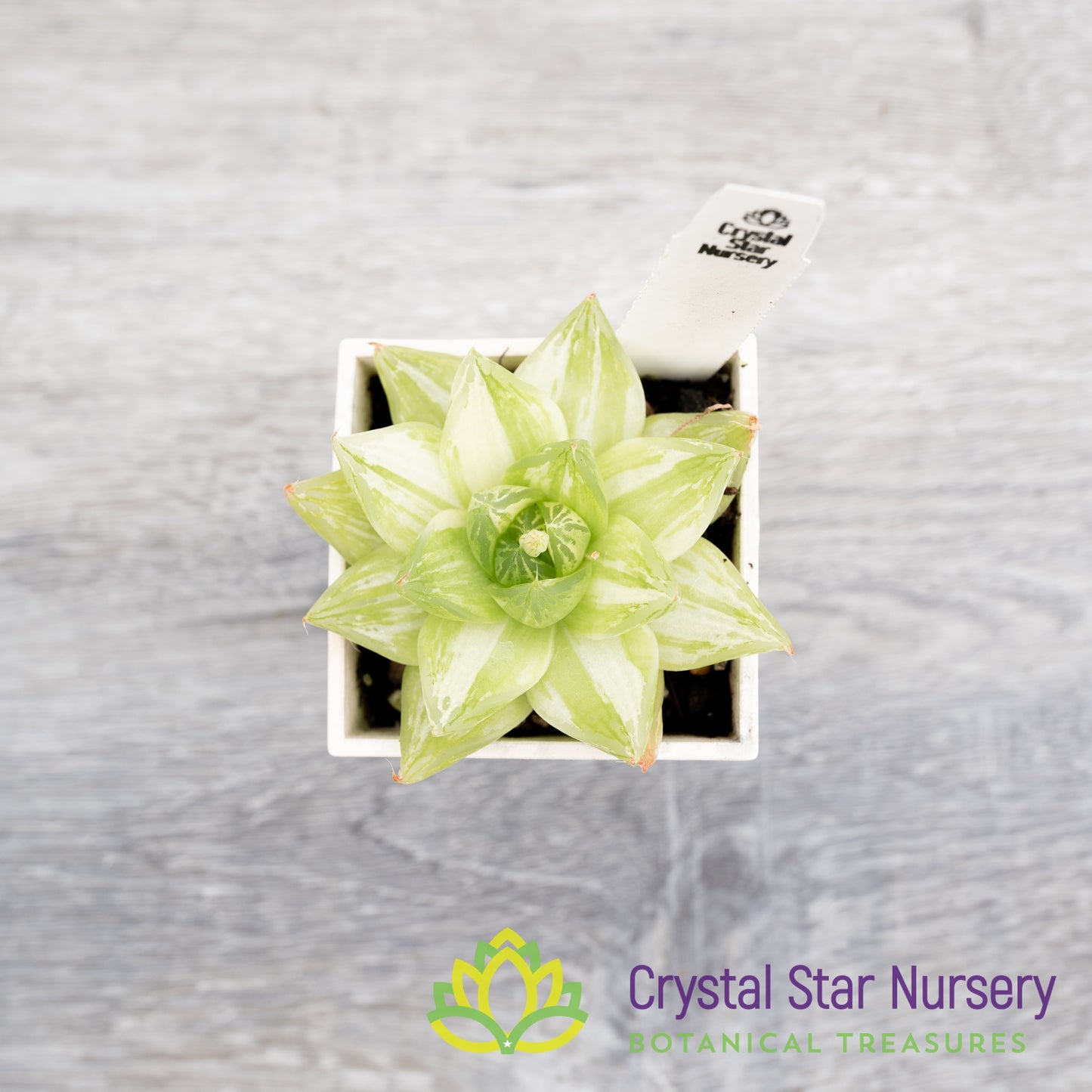 Haworthia cymbiformis 'Variegata'