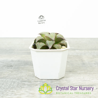 Haworthia splendens 'Kintoun' (JNC02)