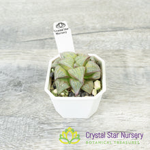 Haworthia splendens 'Kintoun' (JNC02)