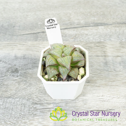 Haworthia splendens 'Kintoun' (JNC02)