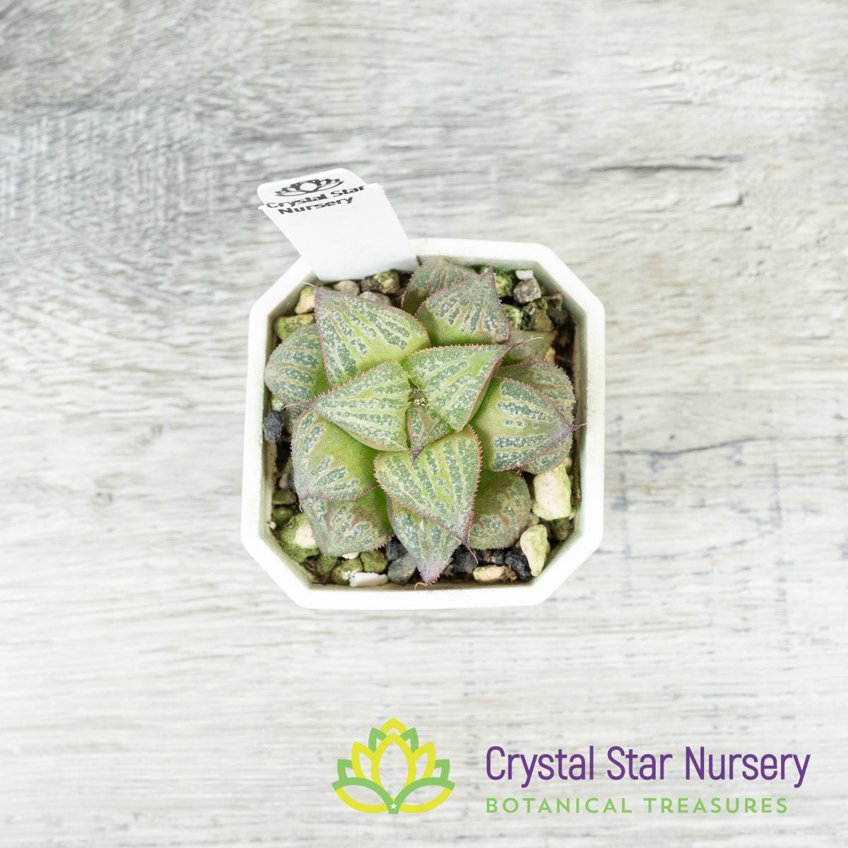 Haworthia splendens 'Kintoun' (JNC02)