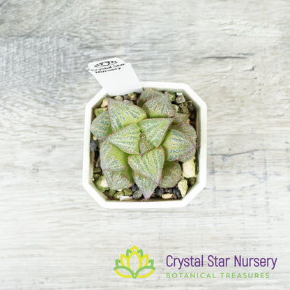 Haworthia splendens 'Kintoun' (JNC02)