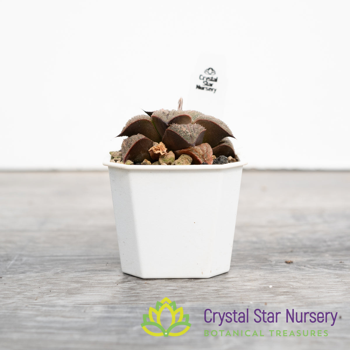 Haworthia splendens &#39;Kintoun&#39; (JNC02)