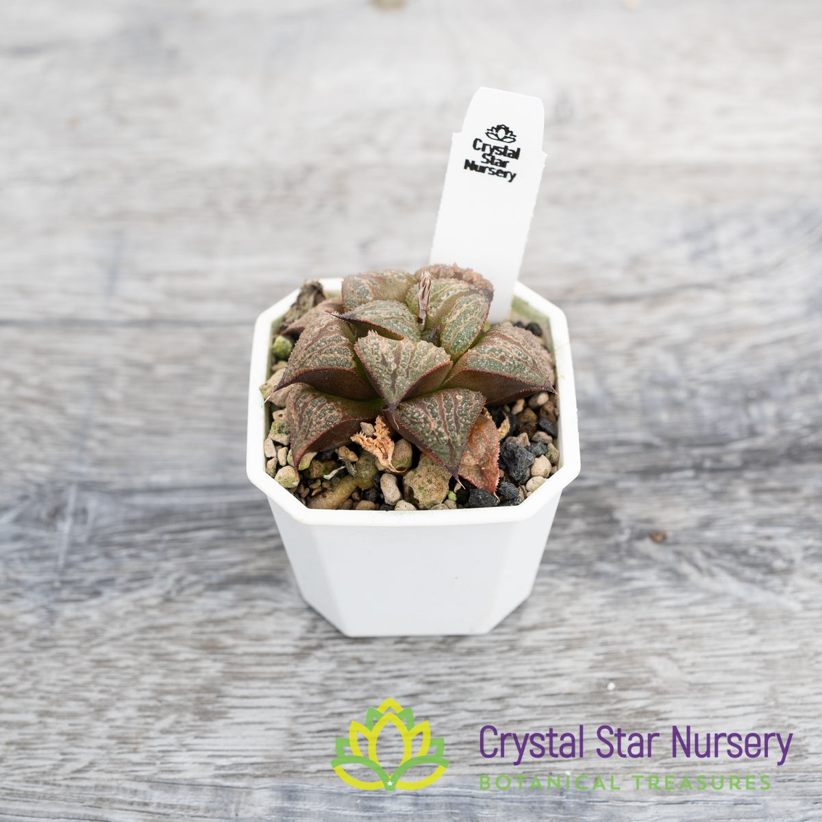 Haworthia splendens &#39;Kintoun&#39; (JNC02)