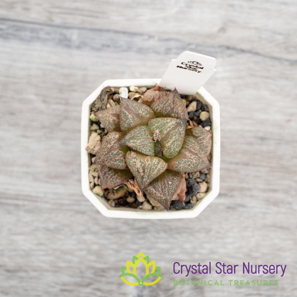 Haworthia splendens &#39;Kintoun&#39; (JNC02)