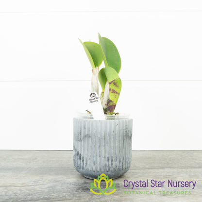 Rhyncholaeliocattleya Ho Hsing Walker (H)