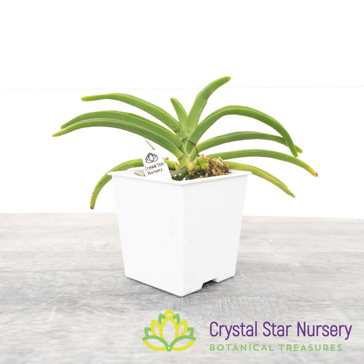 Holcostylis MS Sunlight