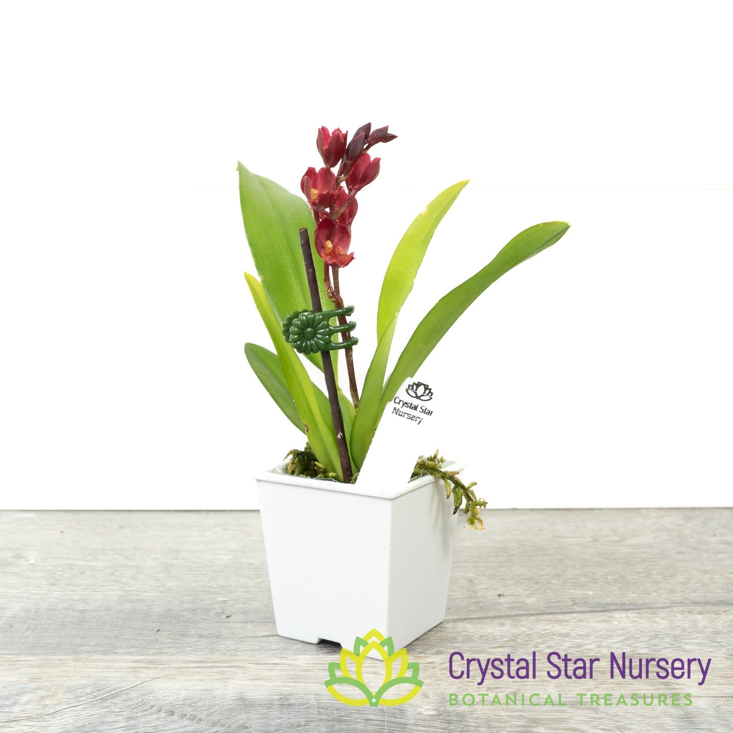 Howeara Lava Burst 'Puanani' AM/AOS