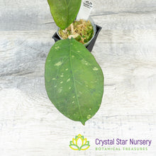 Hoya AH041 (H. noelle x H. vitellina)