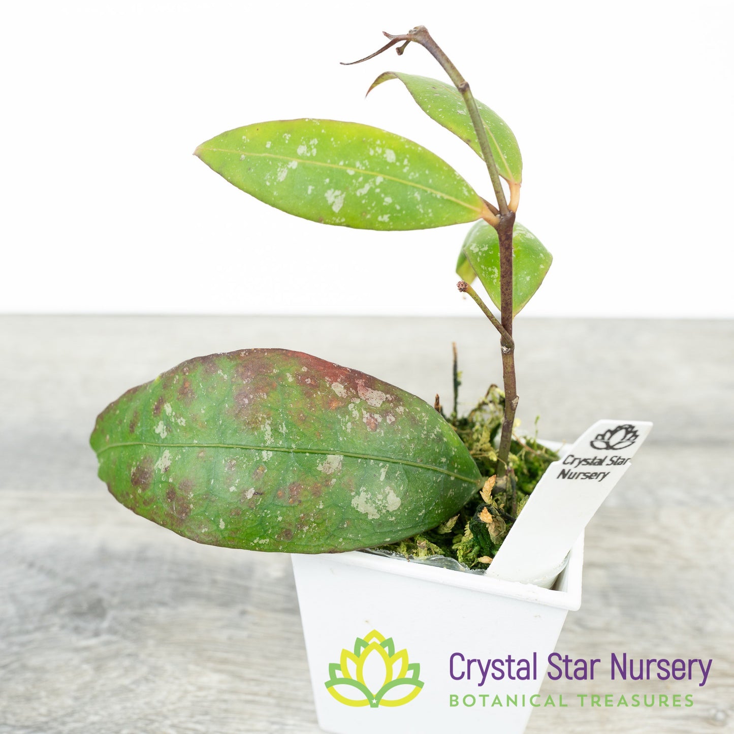Hoya amicabilis