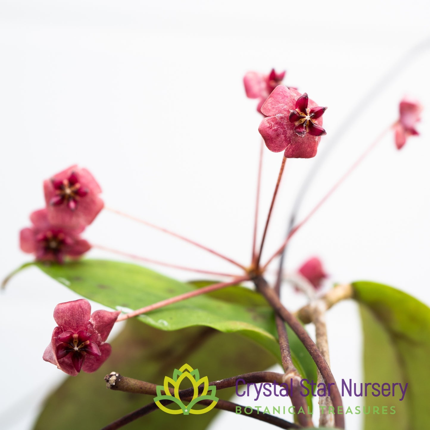 Hoya Fauziana ssp. Angulata