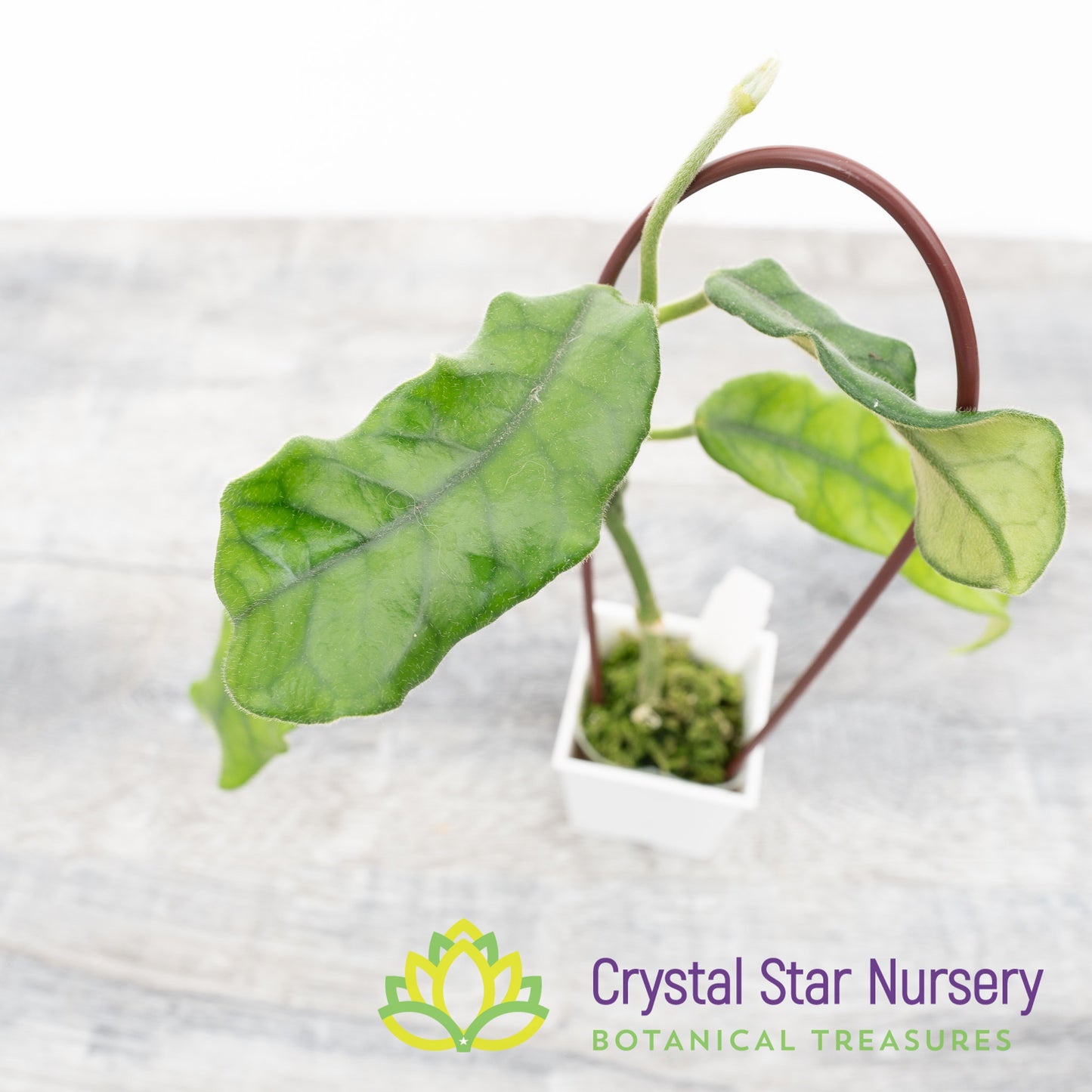 Hoya globulosa
