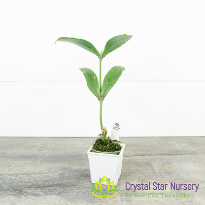 Hoya lobbii (black)