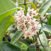 Hoya meliflua