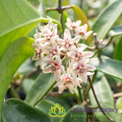 Hoya meliflua