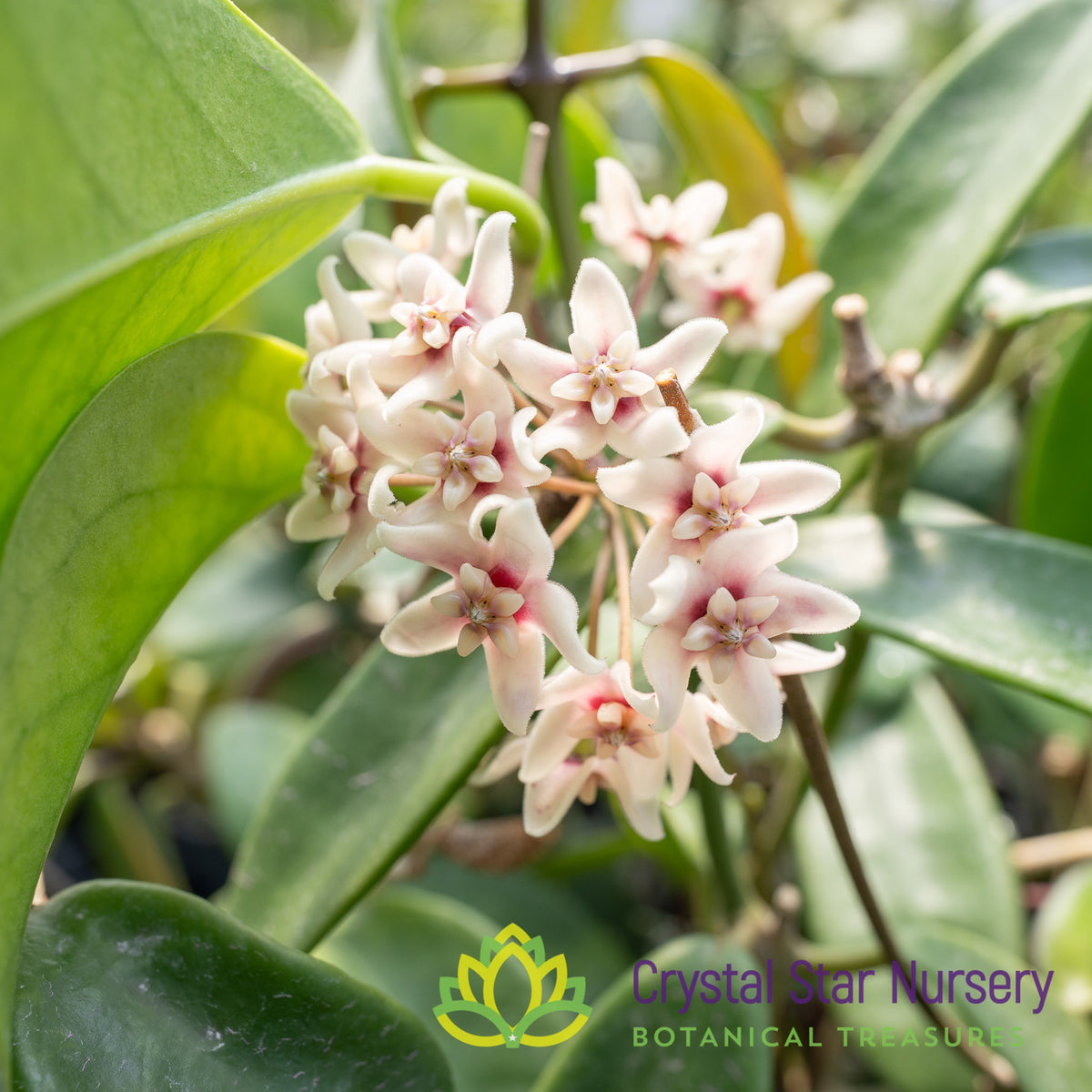 Hoya meliflua