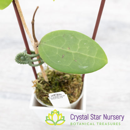 Hoya verticillata (Pink)