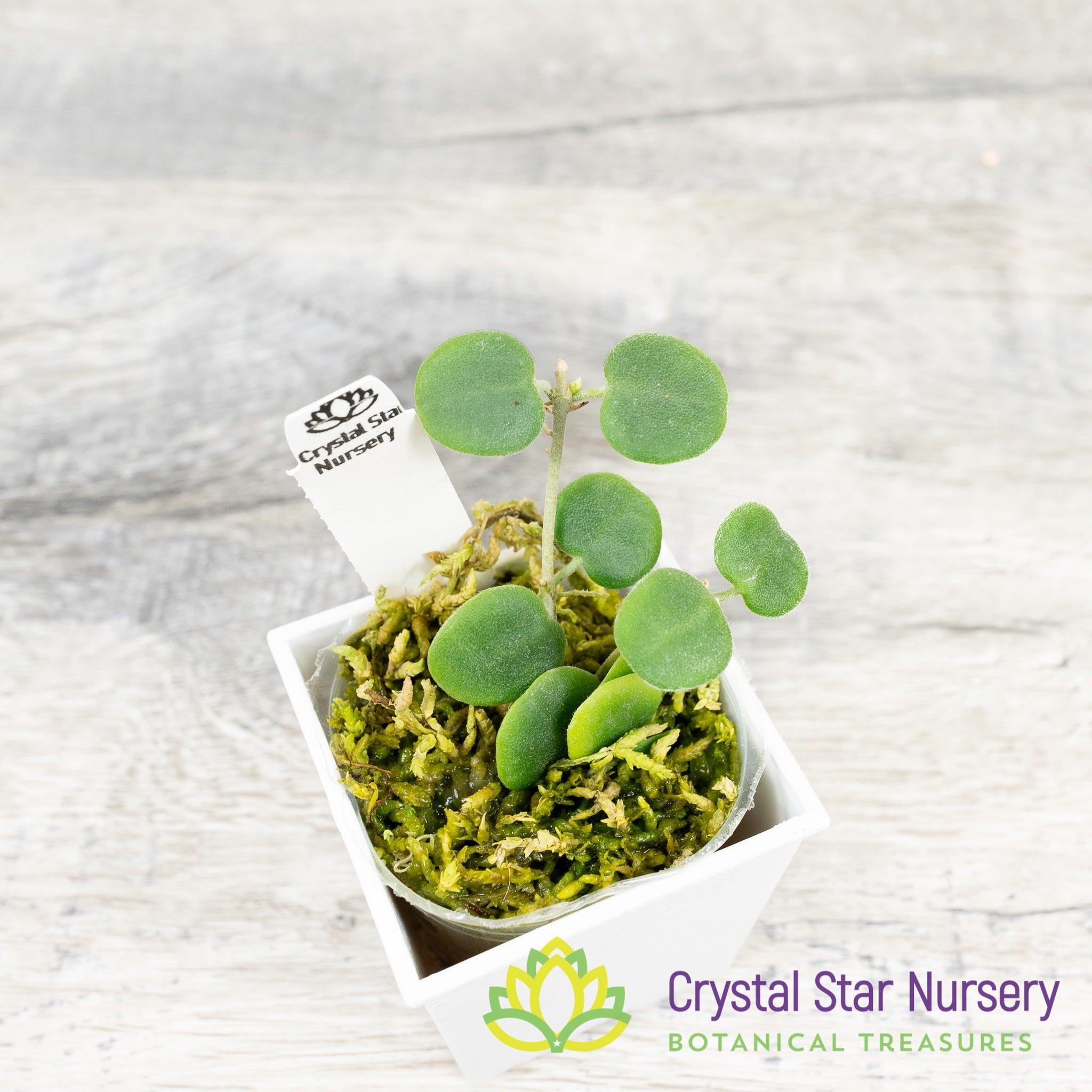Hoya serpens – Crystal Star Nursery