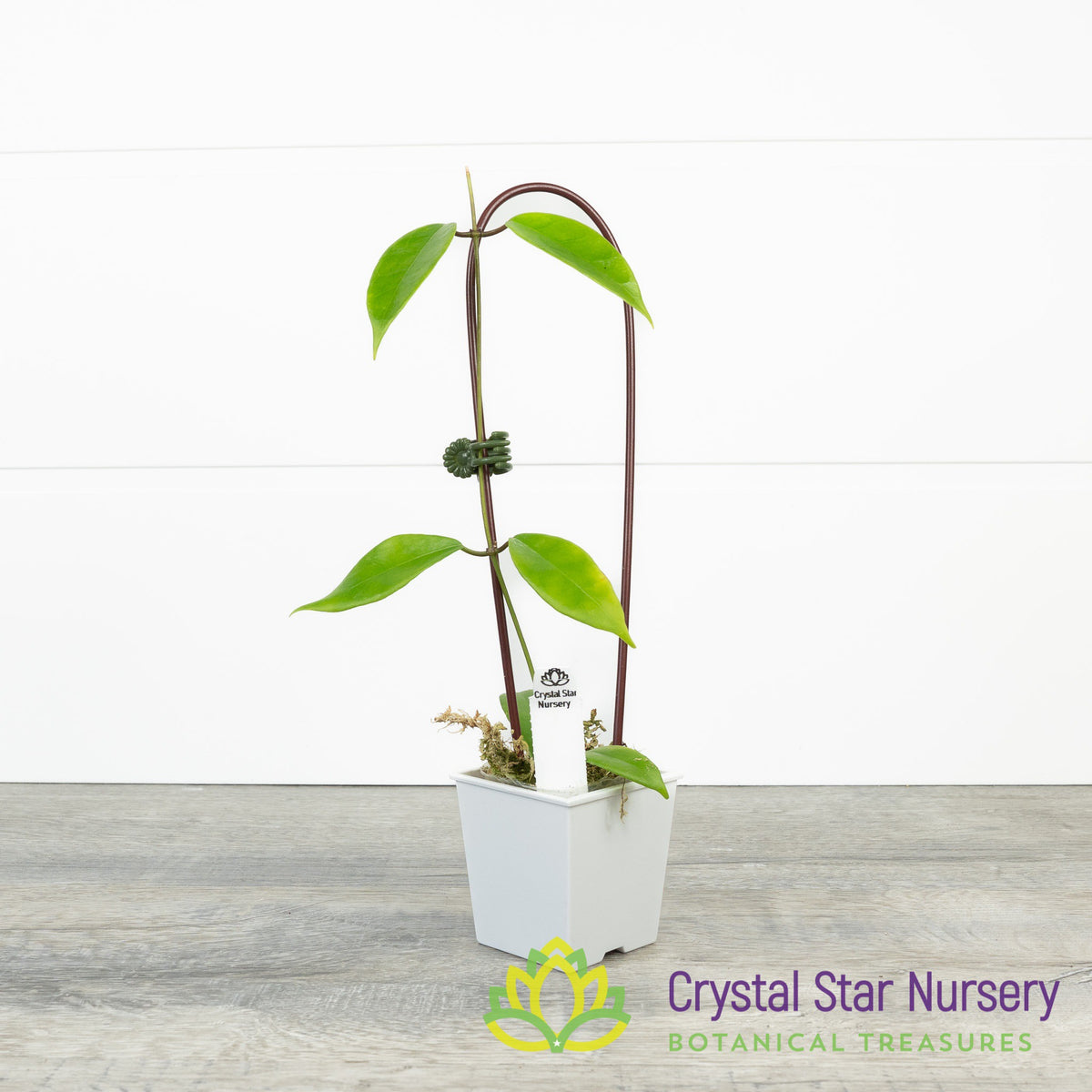 Hoya Sp NS05-21