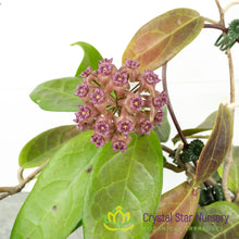 Hoya UT039