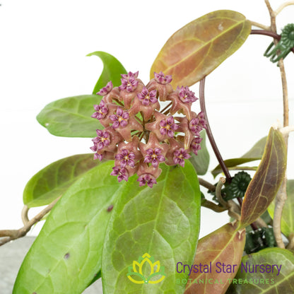 Hoya UT039